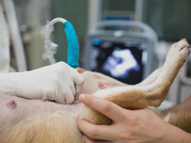 <p>La Clinica Veterinaria Belviglieri si è dotata di un nuovo ecografo di ultima generazione per l'esecuzione di indagini veloci, accurate e mini-invasive. Proponiamo ecografie addominali, muscolari, tendinee ed articolari su cani e gatti ed ecofast in urgenza.<br />Inoltre, per ecocardiografie, ci appoggiamo a cardiologi specialisti. L'ecografia è una tecnica diagnostica di vitale importanza in medicina veterinaria che permette inoltre di effettuare prelievi di organi interni per l'esecuzione di analisi citologiche od istologiche con animale sveglio.<br /><br />Per maggiori informazioni o per fissare un appuntamento chiamate allo 045573577.</p>