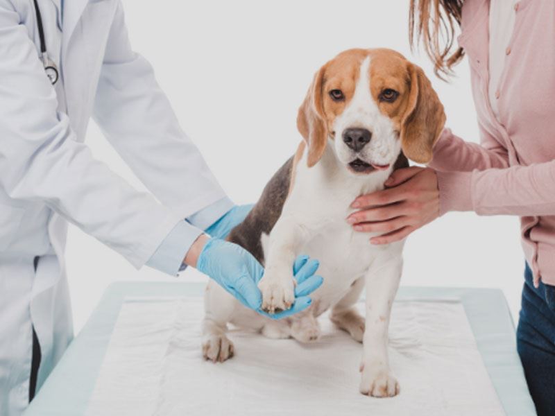 La fisioterapia veterinaria è una terapia utile per alleviare il dolore, per accelerare il recupero post-traumatico o il recupero post-chirurgico degli animali. <br />Presso la Clinica Veterinaria Belviglieri si svolgono tali attività riabilitative applicate ai cani e ai gatti come una delle migliori forme di prevenzione, di cura e di riabilitazione.<br />Sulla nostra pagina Facebook ed Instagram potete trovare i video a cura del Dr. Cesare Belviglieri, Dr.ssa Lidia Perin e Tecnico Vet. Renata Camis.<br /><br />Per informazioni ed appuntamenti chiamate allo <strong>045573577</strong>