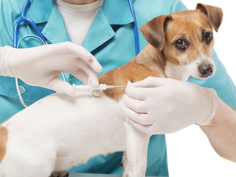 Presso la clinica veterinaria del Dottor Belviglieri è possibile vaccinare i propri animali. I vaccini rafforzano il sistema immunitario del cane, lo rendono più forte e immune a diverse malattie, alcune delle quali trasmissibili all’uomo.<br /><br />I vaccini eseguiti di routine nel cane sono quelli contro:<br />- la parvovirosi<br />- il cimurro<br />- l’epatite infettiva<br />- la leptospirosi<br />- la leishmaniosi<br />- la rabbia (regolamentata dalla normativa in vigore)<br />Si esegue anche la profilassi per la filaria.<br /><br />I vaccini eseguiti di routine nel gatto sono quelli contro:<br />- la panleucopenia<br />- il calicivirus<br />- l'herpesvirus<br />- la leucemia<br />- la rabbia (regolamentata dalla normativa in vigore)<br /><br />I vaccini eseguiti di routine nel coniglio sono quelli contro:<br />- la mixomatosi<br />- la malattia emorragica virale<br /><br />Per avere informazioni sul protocollo vaccinale adatto al tuo pet chiama subito la clinica veterinaria e fissa un appuntamento.